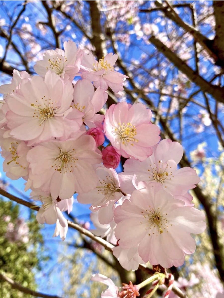 Güneşli bir günde açmış pembe çiçekler